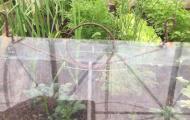 Chelsea Flower Show 2019 1830