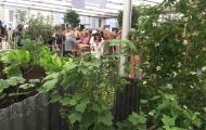 Chelsea Flower Show 2019 1833