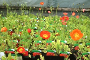 Hampton Court Flower Show 2016
