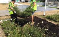 Hampton Court Flower Show 2018