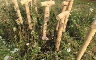 Hampton Court Flower Show 2018
