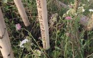 Hampton Court Flower Show 2018